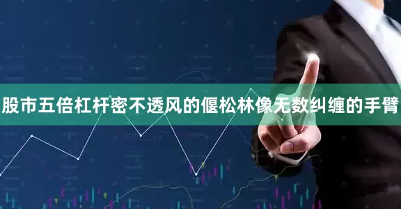 股市五倍杠杆密不透风的偃松林像无数纠缠的手臂